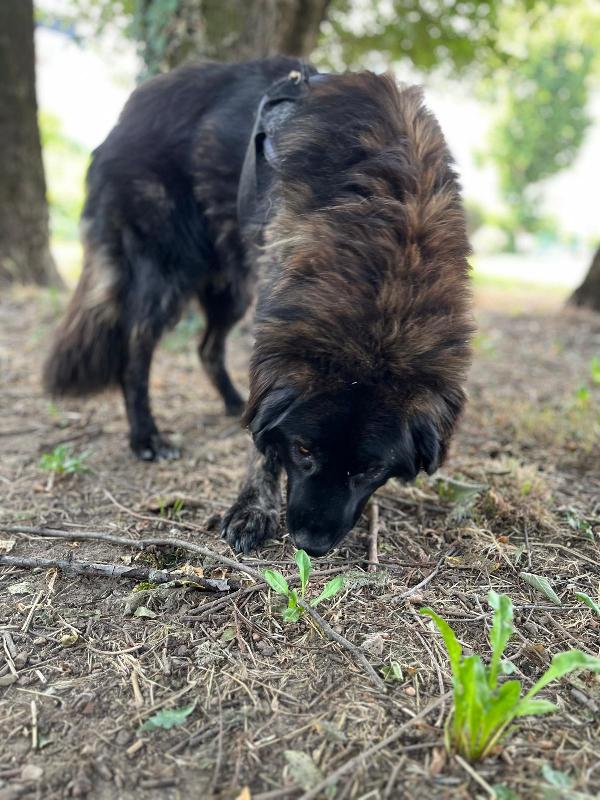 ULISSE TENERO CAGNOLINO Foto 3